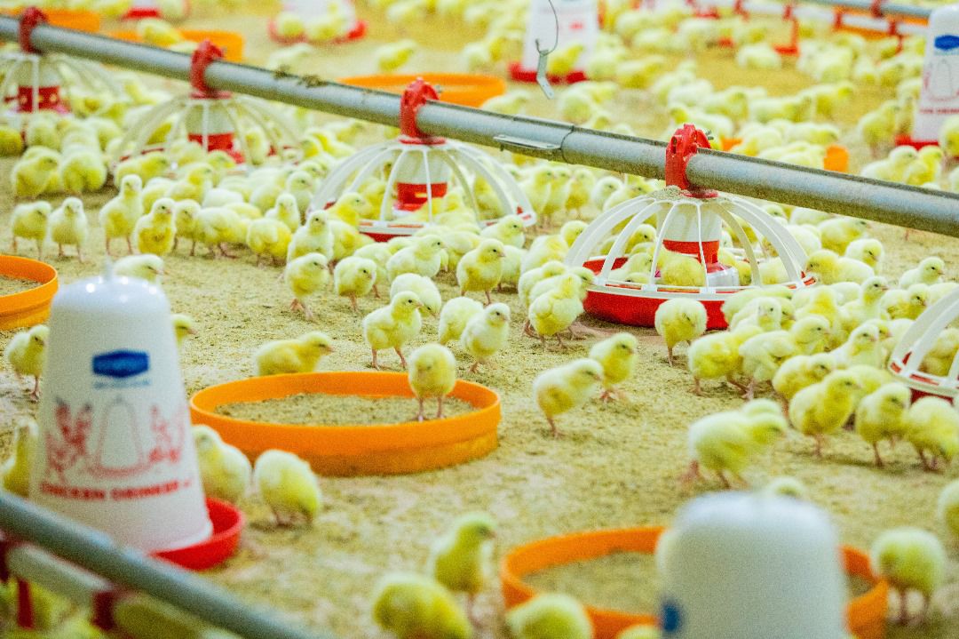 Sustainable Farming
